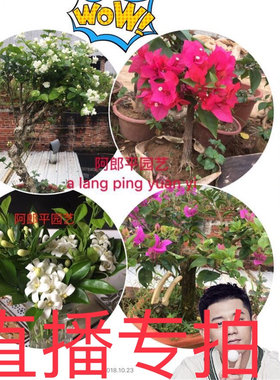 花盘栽独杆多瓣大苗老桩横县农户