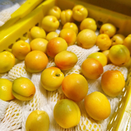 小白杏甜蜜多汁新鲜顺丰包邮