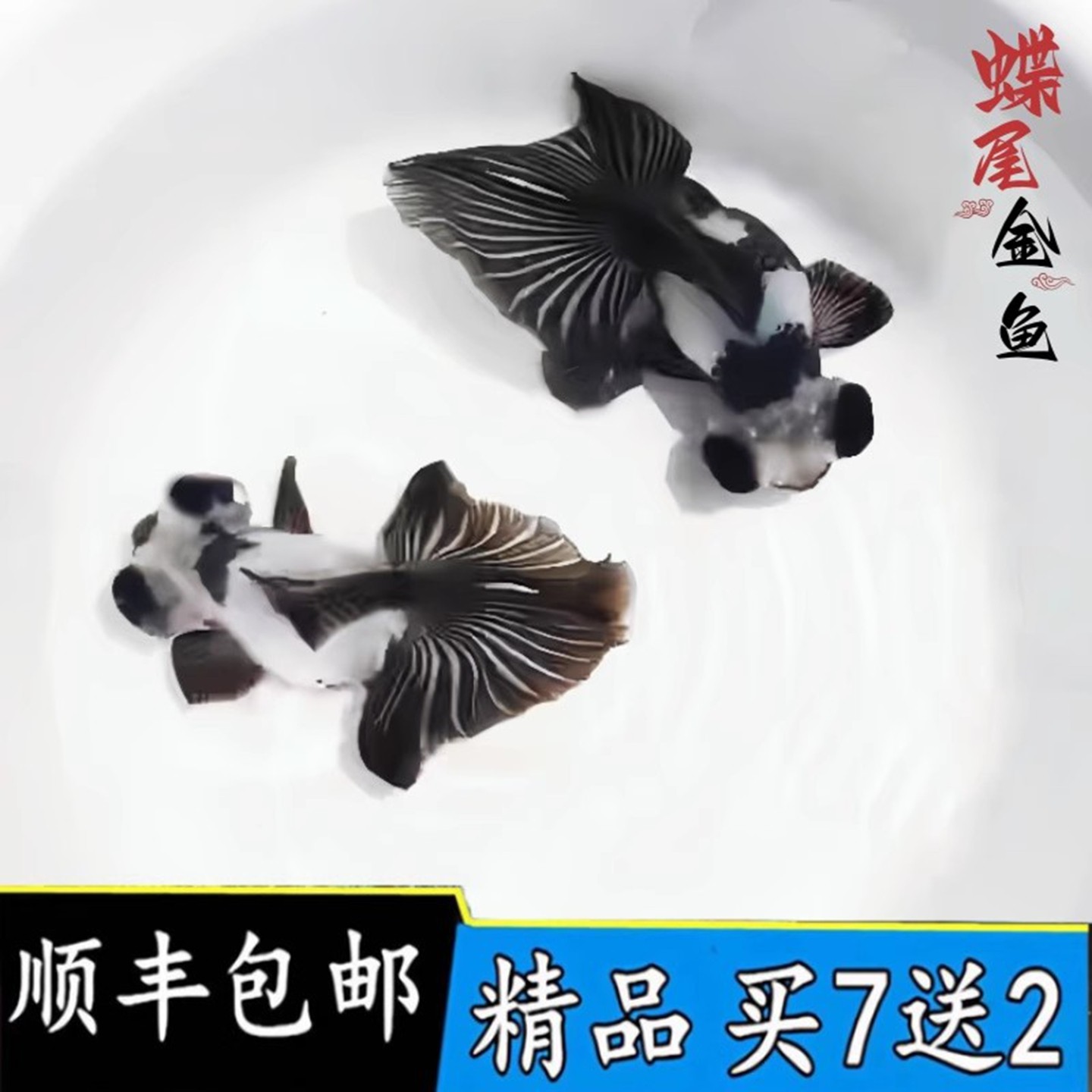 精品黑白熊猫蝶尾金鱼活鱼小鱼苗好养耐活淡水观赏鱼龙睛冷水国粹