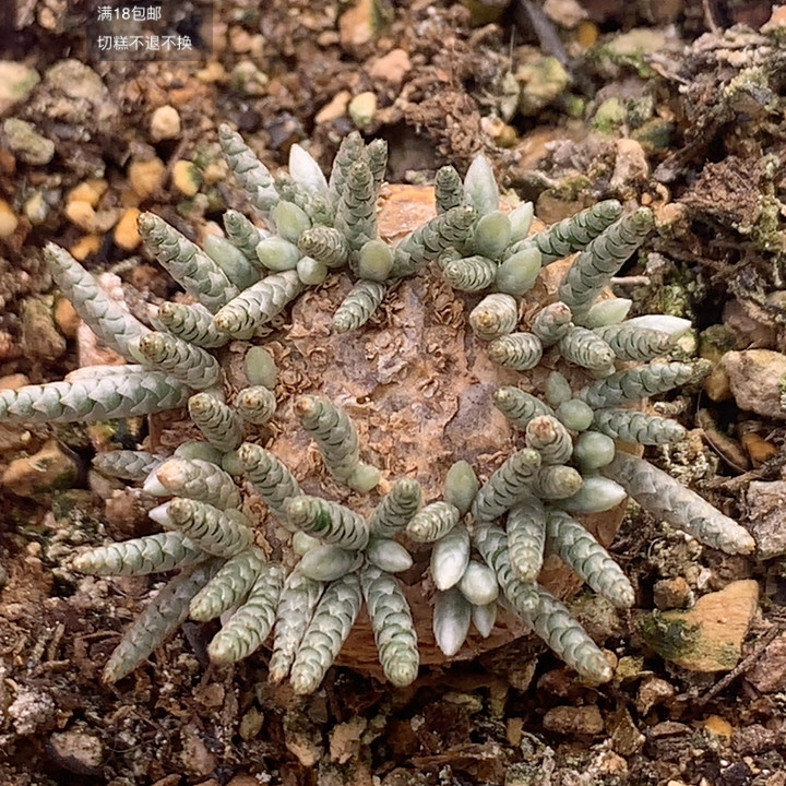 韧锦,鲜花速递/花卉仿真/绿植园艺,多肉植物,淘宝优惠券,粉丝福利购,淘宝优惠卷