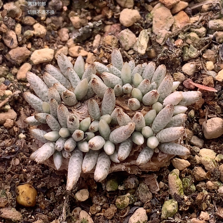 韧锦,鲜花速递/花卉仿真/绿植园艺,多肉植物,淘宝优惠券,粉丝福利购,淘宝优惠卷