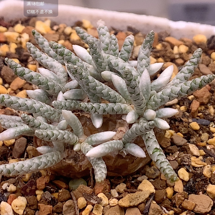 韧锦,鲜花速递/花卉仿真/绿植园艺,多肉植物,淘宝优惠券,粉丝福利购,淘宝优惠卷