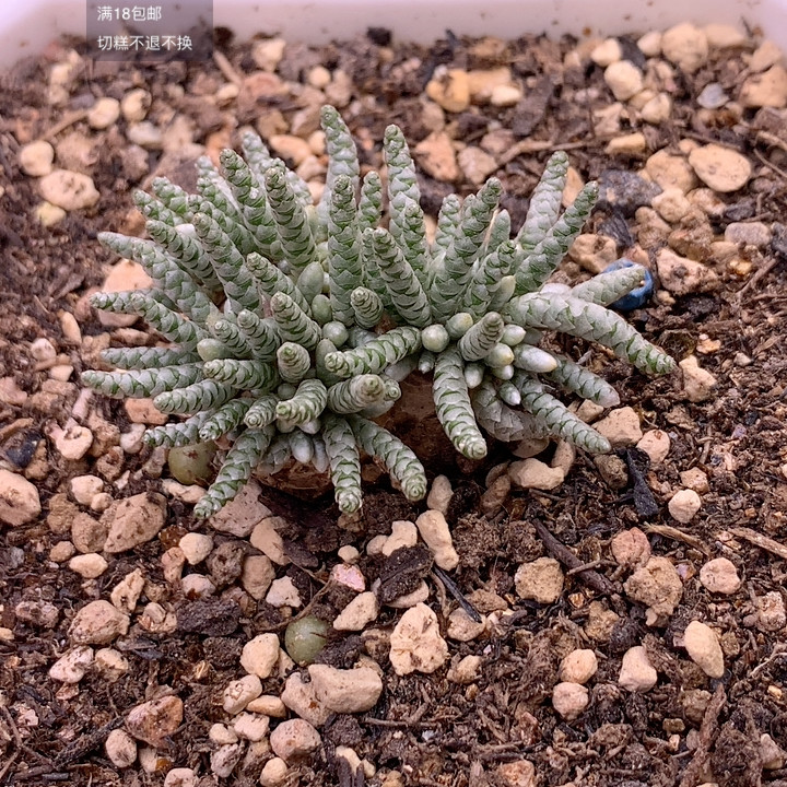 韧锦,鲜花速递/花卉仿真/绿植园艺,多肉植物,淘宝优惠券,粉丝福利购,淘宝优惠卷