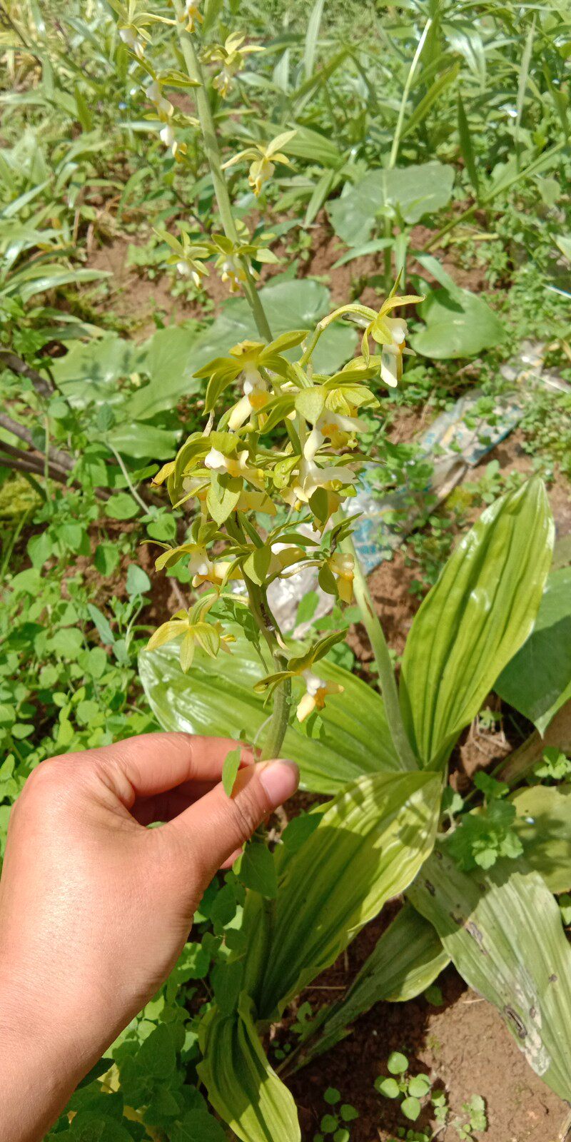 盆栽 虾脊兰花苗 九子连环草兰花苗 带花芽发货
