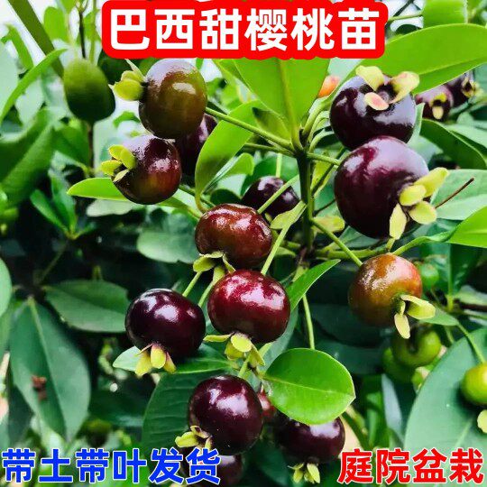 巴西樱桃苗庭院阳台小樱桃树盆栽樱桃/车厘子盆栽