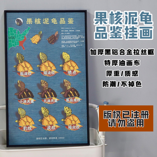 果核泥龟品鉴/图鉴 【挂画】 关联果核蛋龟头盔东方斑纹黄泽蛋龟