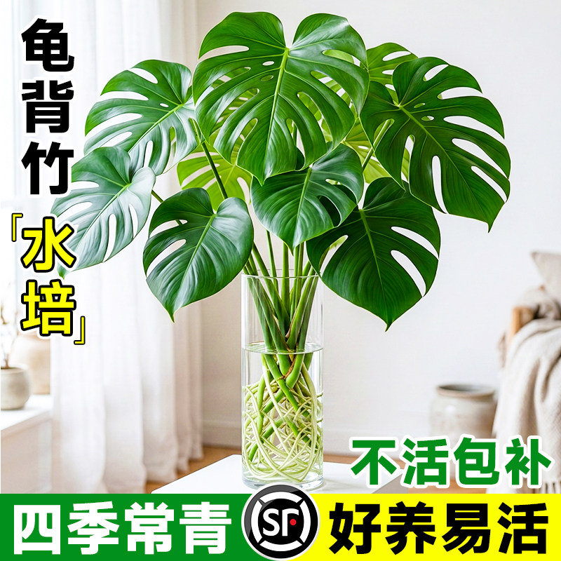 老桩龟背竹水培大叶盆栽净化空气桌面绿植室内好养办公室四季观叶