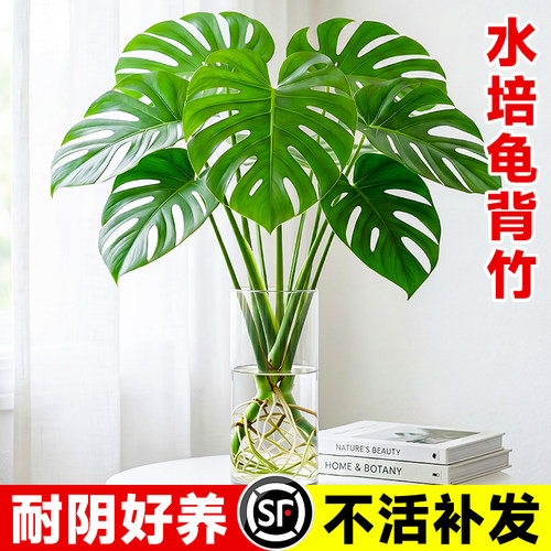 龟背竹老桩大叶盆栽办公室内净化空气好养活水培绿植高端桌面摆件