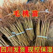 桃树苗野毛桃苗毛桃砧木桃树占地树苗桃树实生苗现挖现发 包邮