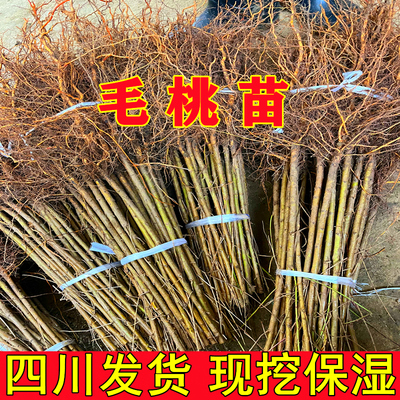 实生苗桃树砧木占地树苗