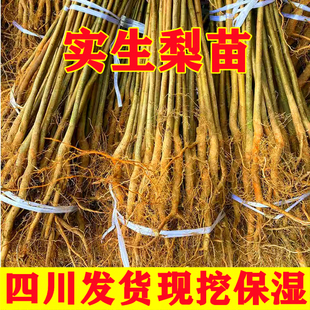 梨树实生苗酸梨苗梨树砧木苗棠梨苗杜梨苗梨树原生苗现挖现发包邮