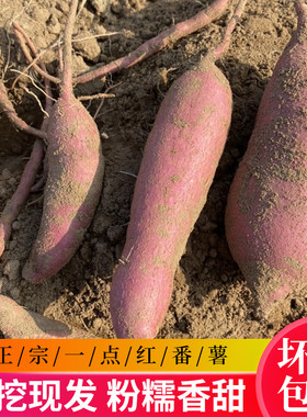 板栗超甜现挖番薯5斤包邮
