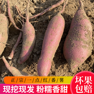 广州南沙万顷沙红薯正宗一点红板栗超粉超甜现挖现卖番薯5斤包邮