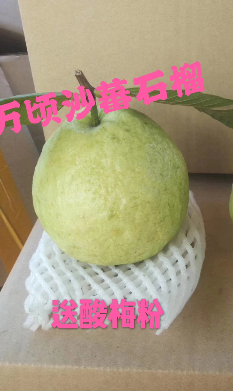 新鲜广州市正宗超爽芭乐番石榴