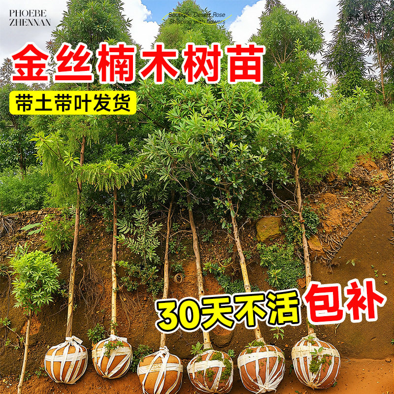 金丝楠木树苗地栽盆栽苗木庭院别墅绿化大树基地源头供应直发