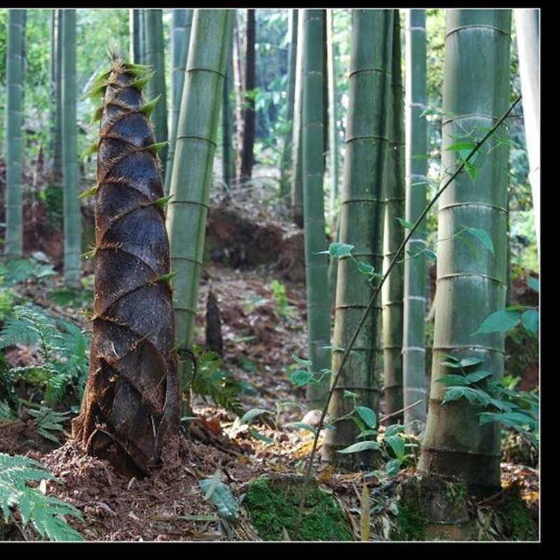 室外大竹子苗特大号楠竹种苗四季耐寒食用竹笋苗南方种植正宗毛竹