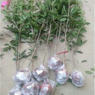 桂花树苗浓香原生盆栽金桂丹桂银桂高杆地栽大型庭院耐寒四季桂