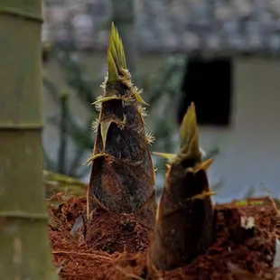 竹子老根竹苗毛竹植物食用绿化庭院楠竹耐寒四季种植大型常青室外