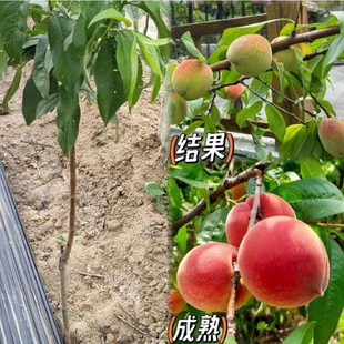 果树苗子盆栽果树山楂樱桃柿子板栗核桃无花果枇杷猕猴桃苹果苗