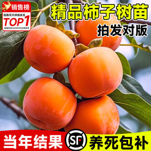 甜脆柿子果树苗庭院柿树水果巧克力太秋牛心脆柿大全南北方大盆栽