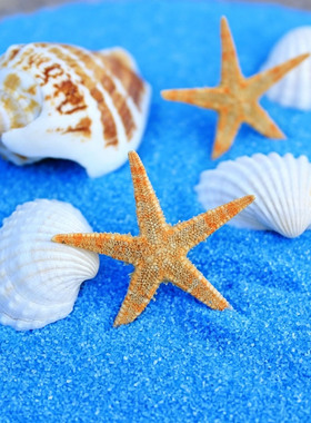 创意 DIY海星贝壳 微景观海洋风造景摆件 生态瓶鱼缸水族装饰配件