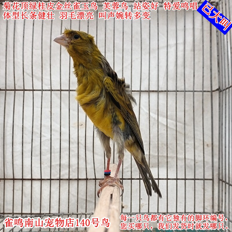 140号公鸟已大叫 菊花顶绿桂皮金丝雀玉鸟体型好健壮站姿好叫声好