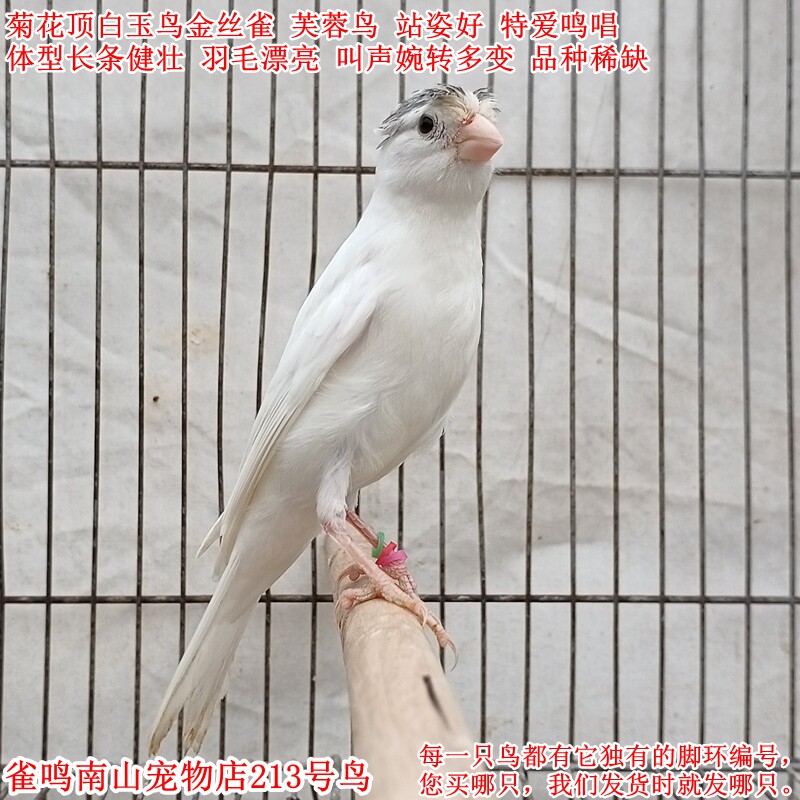 213号公鸟特爱叫菊花顶白玉鸟活体金丝雀体型好叫声婉转品种稀缺