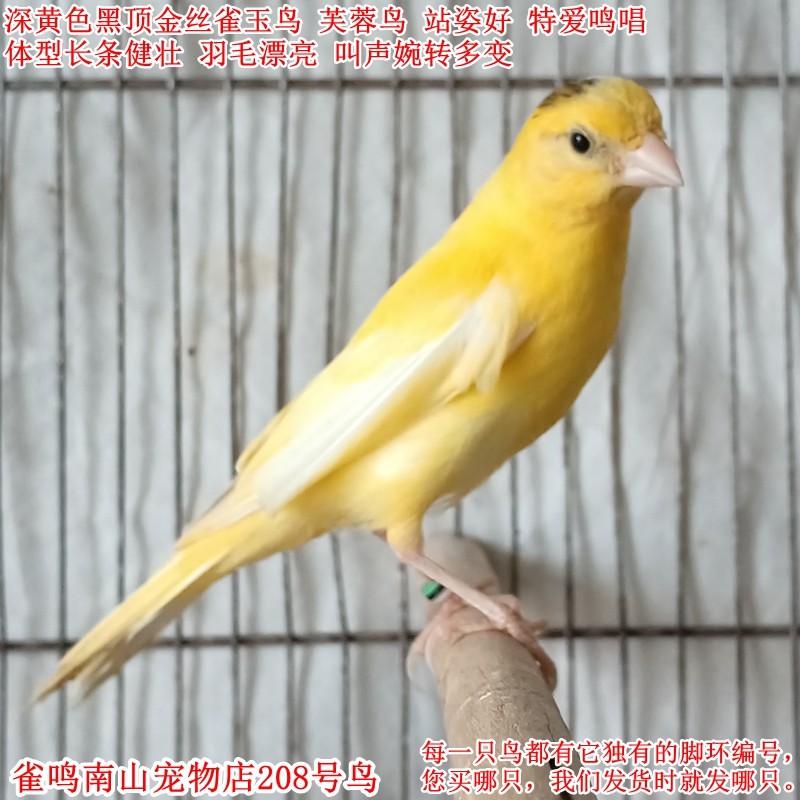 208号特爱叫公鸟 深黄色黑顶金丝雀玉鸟芙蓉鸟体型站姿好叫声多变