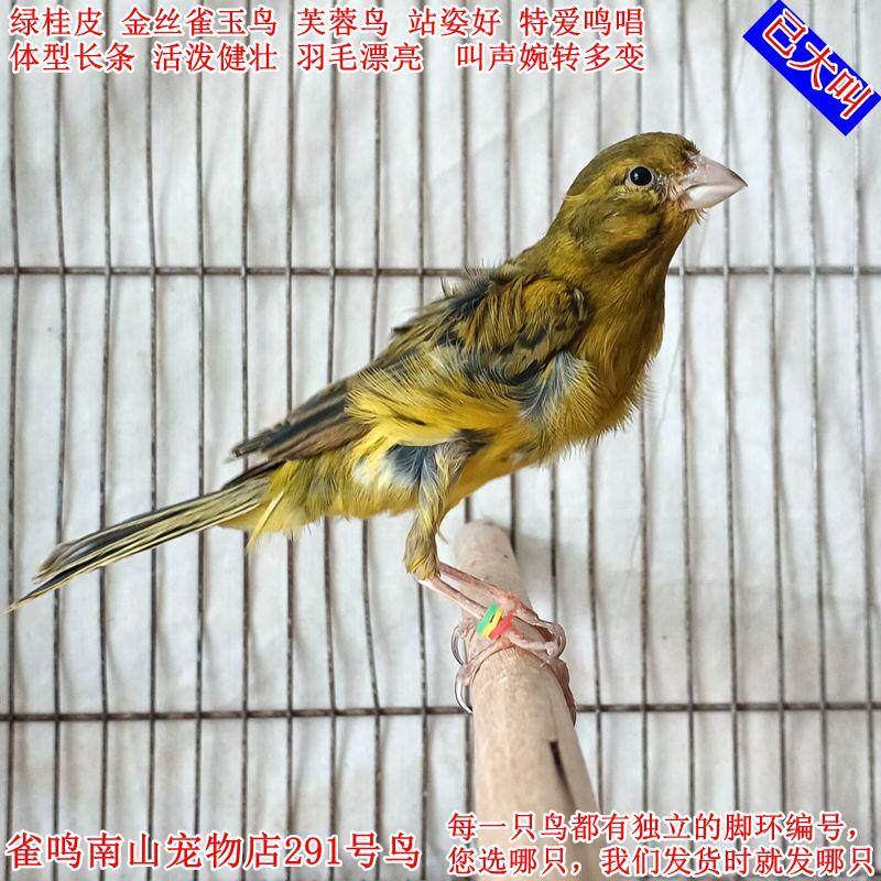 291号公鸟已大叫绿桂皮金丝雀玉鸟 体型长条站姿好叫声婉转多变