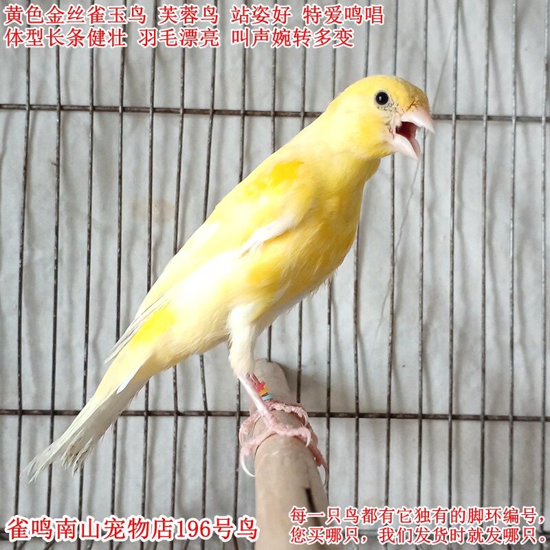 196号公鸟特爱叫黄色金丝雀玉鸟芙蓉鸟体型好活泼健壮站姿好干净