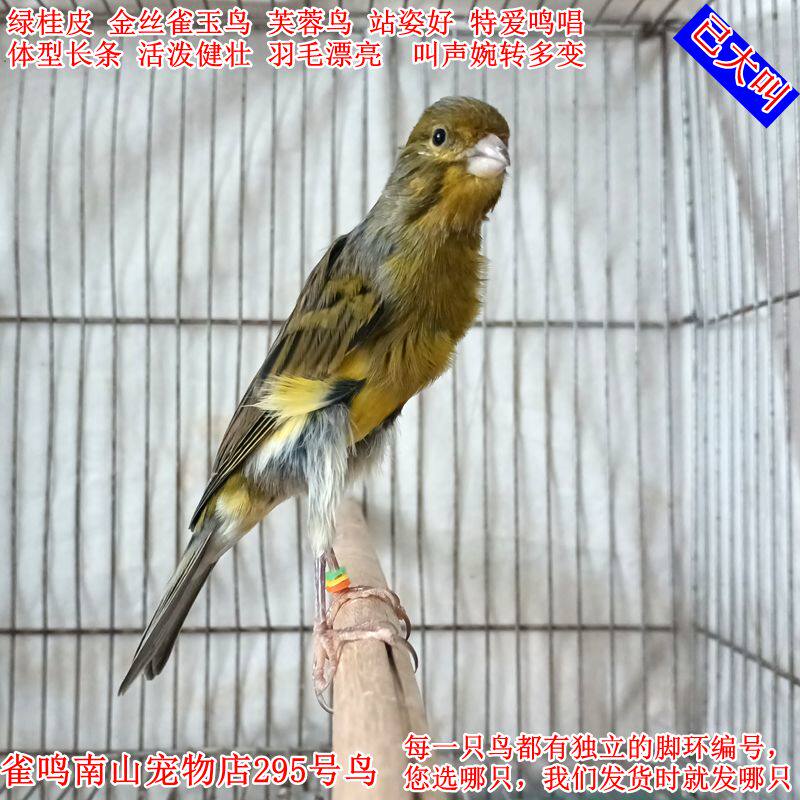 295号公鸟已大叫绿桂皮金丝雀玉鸟 体型长条站姿好叫声婉转多变
