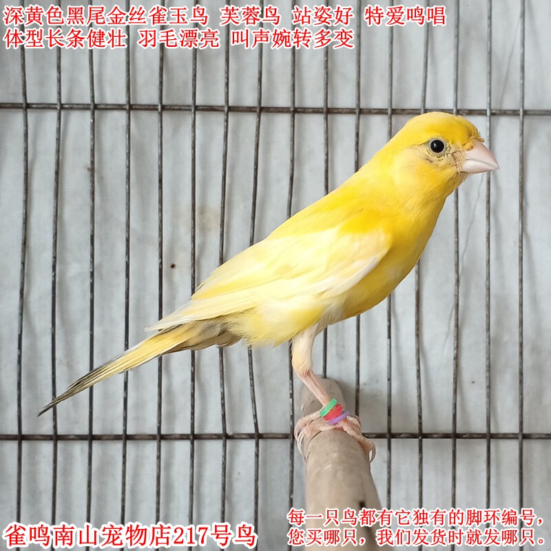 217号公鸟特爱叫深黄黑尾金丝雀玉鸟活体体型好叫声多变品种稀缺