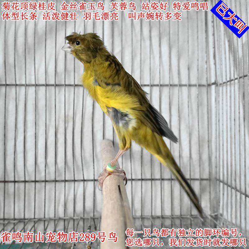 289号公鸟已大叫菊花顶绿桂皮金丝雀玉鸟体型长条站姿好叫声婉转