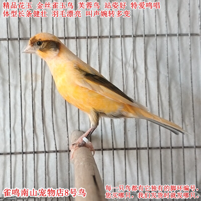 8号公鸟特爱叫精品花玉金丝雀玉鸟花纹漂亮品种稀缺体型好叫声好