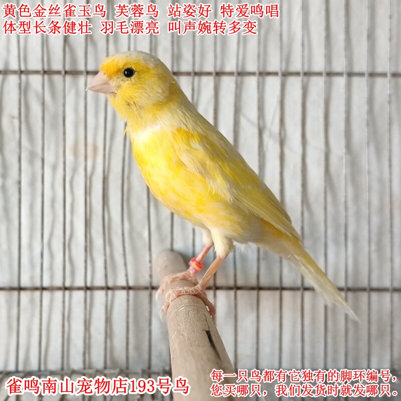 193号公鸟特爱叫 黄色金丝雀玉鸟芙蓉鸟体型好活泼健壮站姿好干净