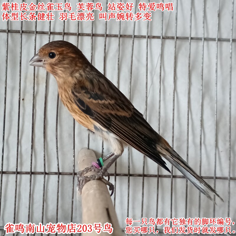 203号特爱叫公鸟 紫桂皮金丝雀玉鸟芙蓉鸟体型好叫声多变品种稀缺