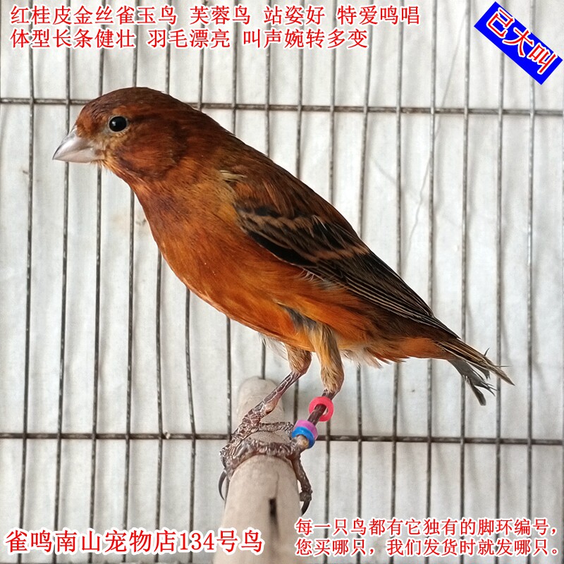 134号公鸟已大叫 红桂皮金丝雀玉鸟体型好健壮站姿好叫声婉转多变