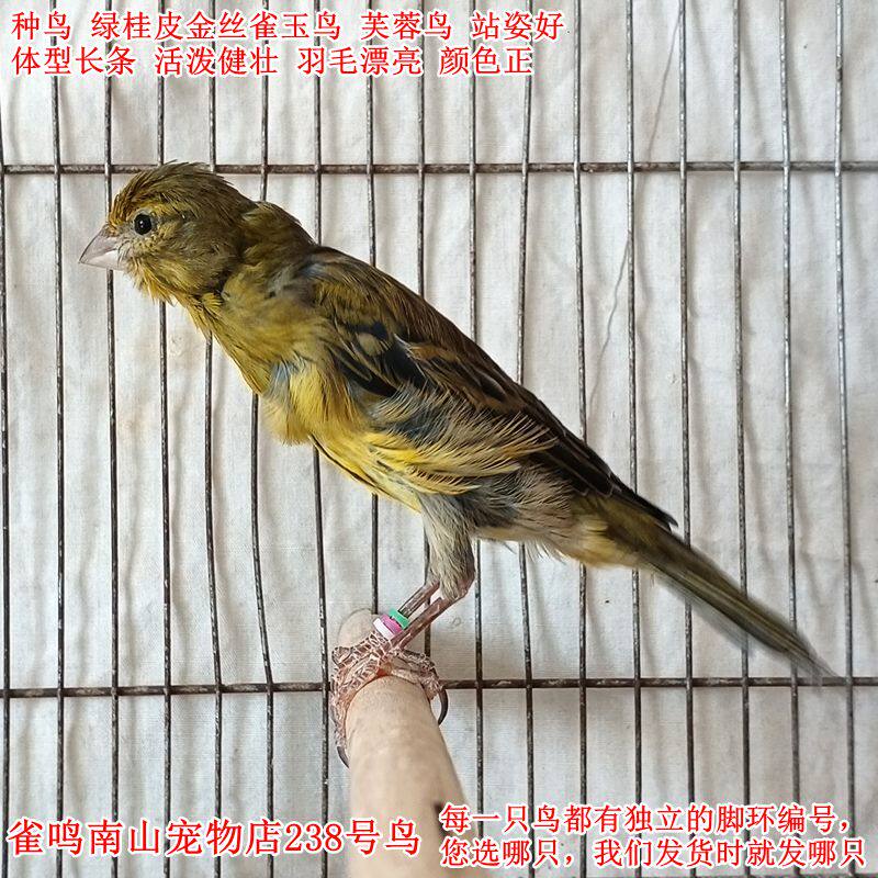 238号母鸟种鸟苗绿桂皮金丝雀玉鸟体型好健壮母性好站姿好毛色正