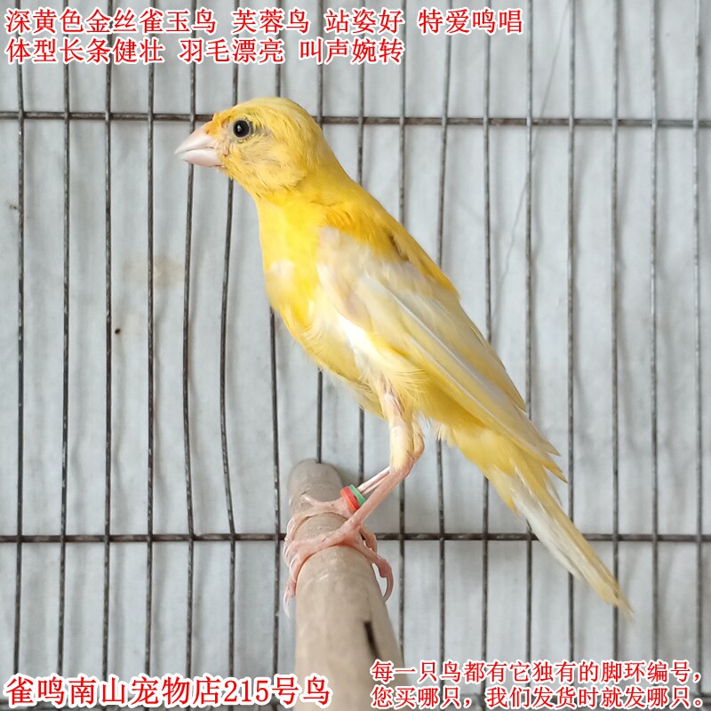 215号特爱叫深黄色金丝雀玉鸟芙蓉鸟站姿好体型好叫声婉转多变