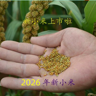 河北特产小黄米黄小米北河小米