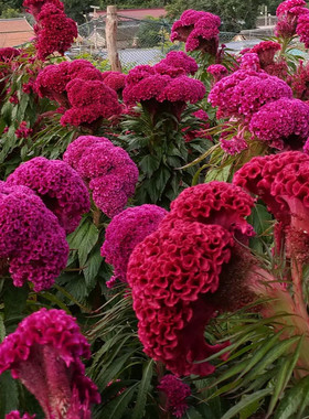 鸡冠花种子春播花卉室外庭院阳台绿化耐旱易活白色凤尾鸡冠花种籽