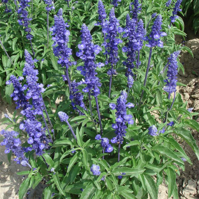 一年生室外阳台易活蓝花鼠尾草