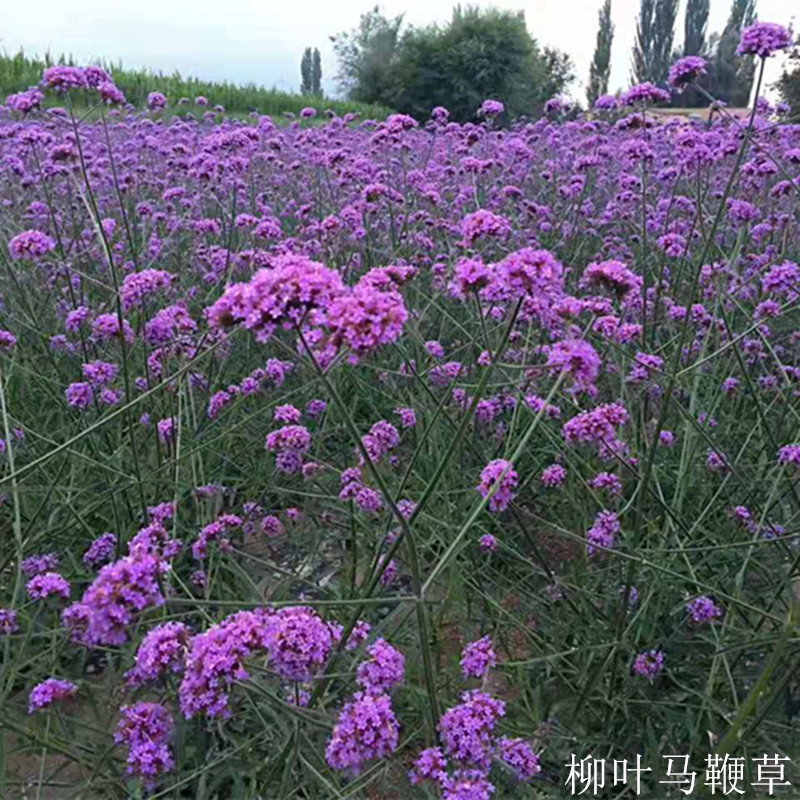 柳叶马鞭草籽种春播多年生宿根阳台盆栽室外路边庭院花坛花卉种子