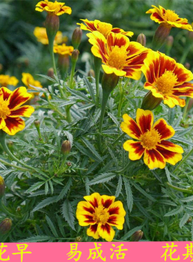 孔雀草种子 万寿菊包邮夏季橙色庭院阳台盆栽园林绿化 四季种易活