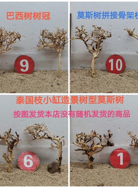 泰国枝树型沉木巴西树树冠草缸造景莫斯树一木成景小缸水草胶莫斯