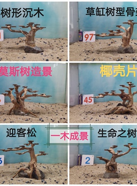 莫斯树迎客松一木成景草缸造景树型骨架椰壳片蘑菇头摩斯树巴西树