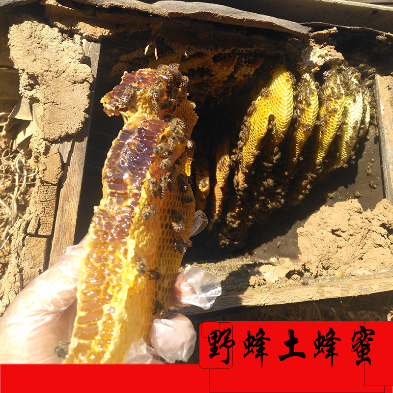 野生枇杷蜜纯正天然农家自产深山2斤中华蜜蜂女人宝宝木桶土蜂蜜