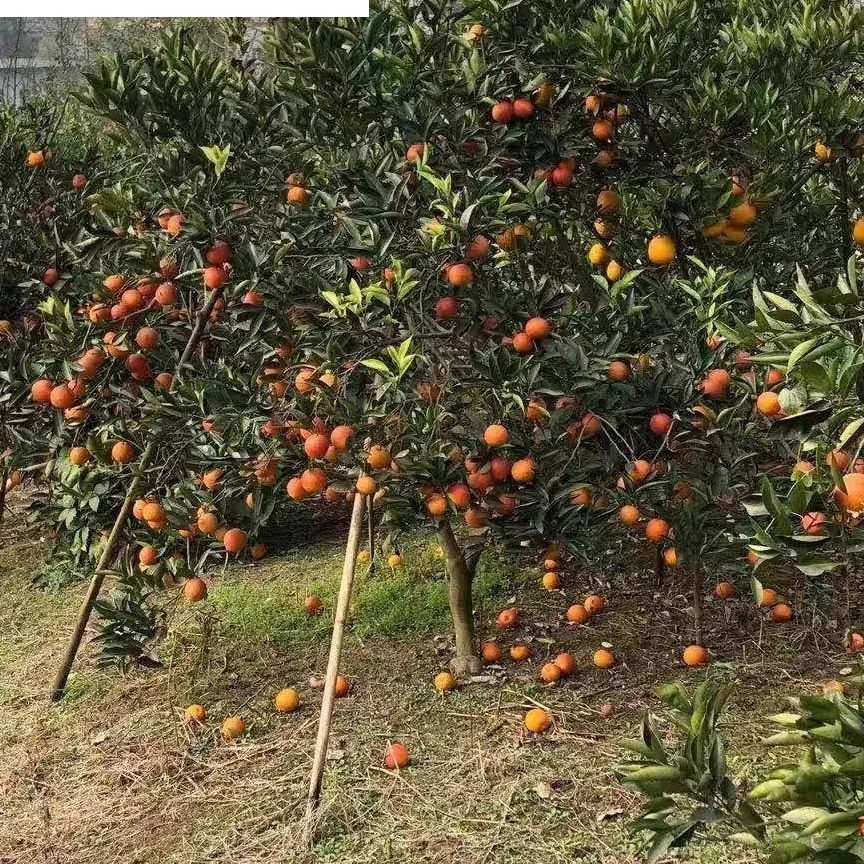 四川资中农家自产塔罗科血橙新鲜水果橙子整箱现摘现发包邮,水产肉类/新鲜蔬果/熟食,橙,淘宝优惠券,粉丝福利购,淘宝优惠卷