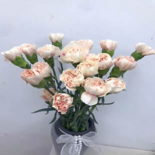 初吻单头康乃馨鲜切花生日家用母亲节花束北京朝阳区鲜花闪购到家