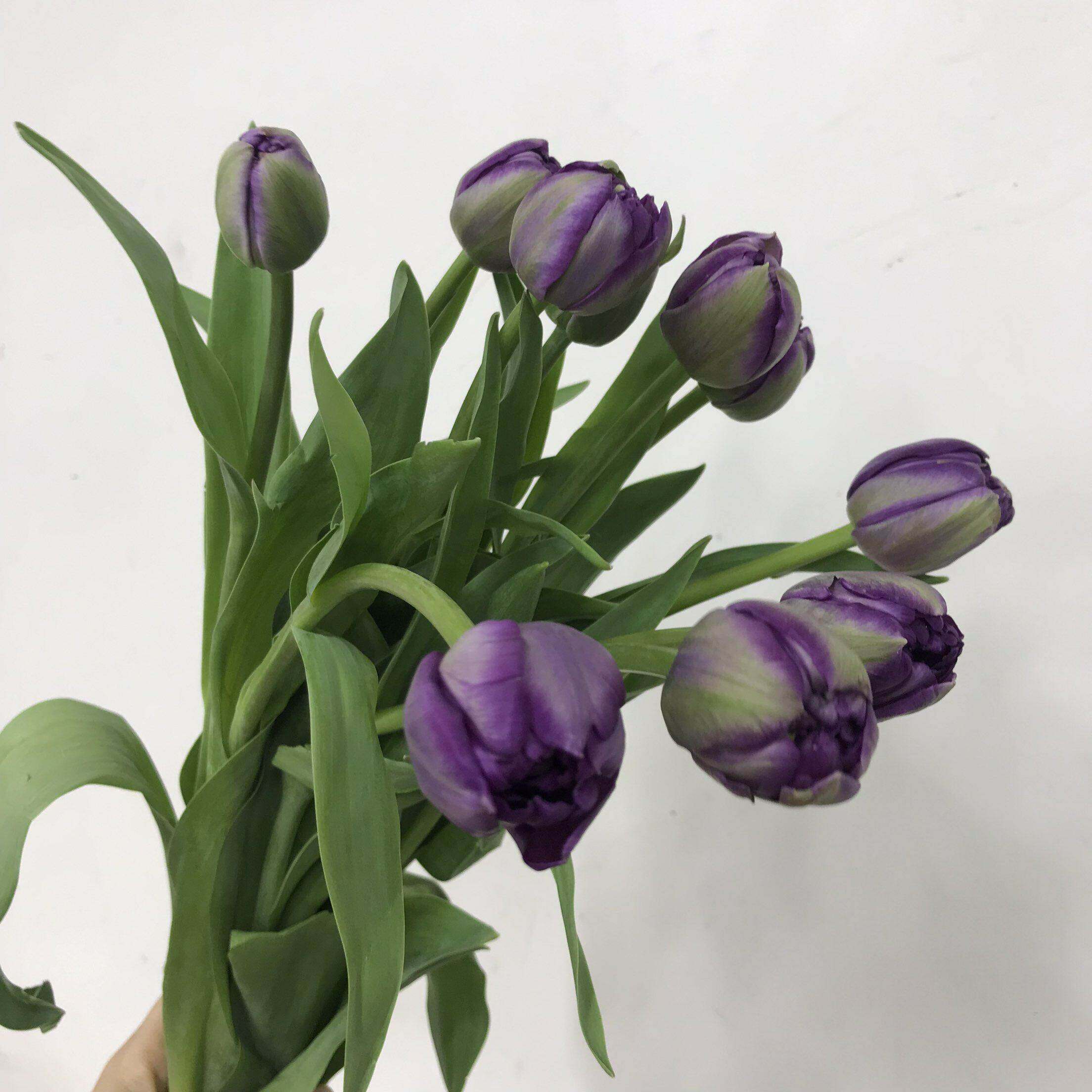 葡萄挞同城速递重瓣爆款鲜花紫色